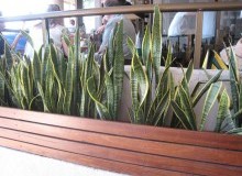 Kwikfynd Indoor Planting
wongabel