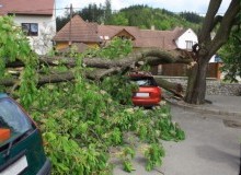 Kwikfynd Tree Cutting Services
wongabel