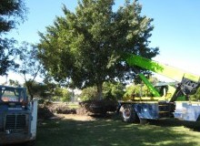 Kwikfynd Tree Management Services
wongabel