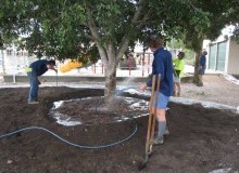 Kwikfynd Tree Transplanting
wongabel